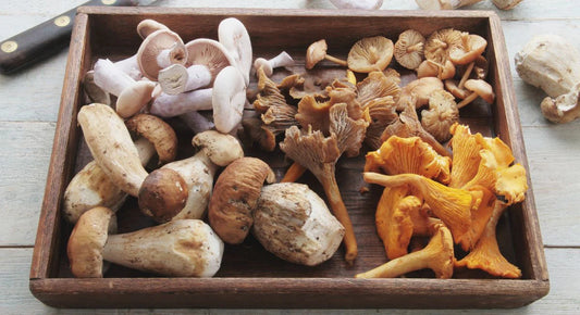 7 Mushrooms You Should Know